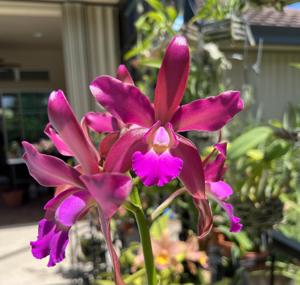 Cattlianthe Odom's Summer Beauty