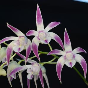 Dendrobium Melbourne