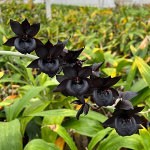 Catamodes Dragons Glade