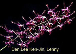 Dendrobium Lee Ken-Jin, Lenny