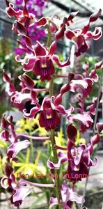 Dendrobium Lee Ken-Jin, Lenny