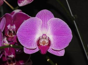 Phalaenopsis K V Panda