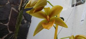Cycnodes Coloso de Arenal