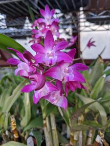 Dendrobium Sydney