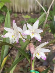 Dendrobium Wayne Turville