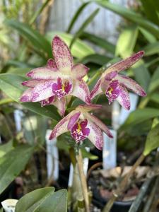 Dendrobium Wayne Turville