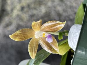 Phalaenopsis Mugato