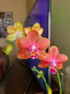 Phalaenopsis Bredren's Pickney