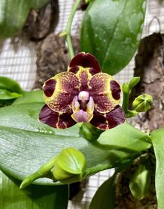 Phalaenopsis GW Green World