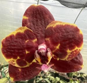 Phalaenopsis GW Green World