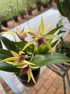 Dendrobium Regal Vista