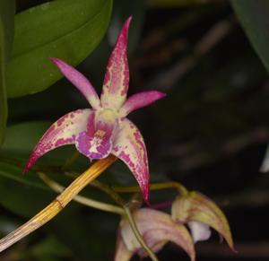 Dendrobium Australian Tooradin Sparkler