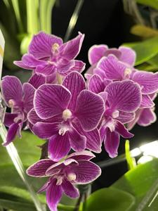 Phalaenopsis Lianher Scallops