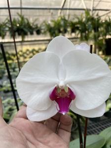 Phalaenopsis Lianher Squid