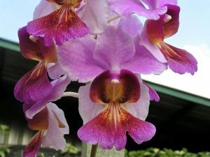 Papilionanthe Seletar Hot Spring