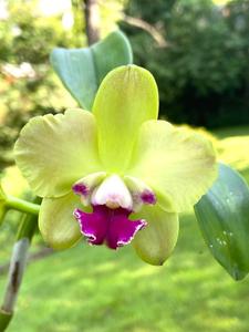 Rhyncholaeliocattleya Naomi's Delight