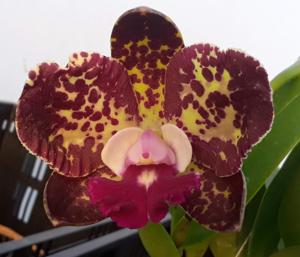 Rhyncholaeliocattleya Naomi's Delight