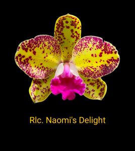 Rhyncholaeliocattleya Naomi's Delight