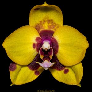 Phalaenopsis Crystal Surprise