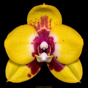 Phalaenopsis Crystal Surprise