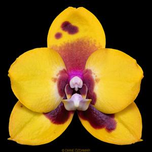 Phalaenopsis Crystal Surprise