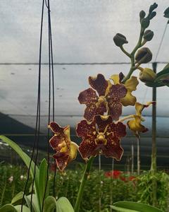 Vanda Mary Takahashi