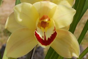 Cymbidium Golden Dragon