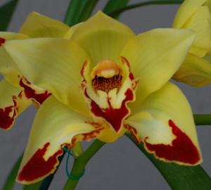 Cymbidium Golden Dragon