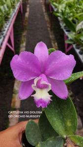 Cattleya Via Dolosa