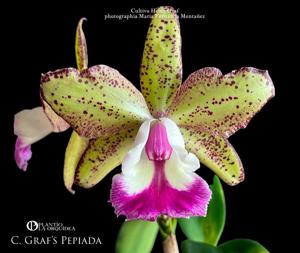 Cattleya Graf's Pepiada