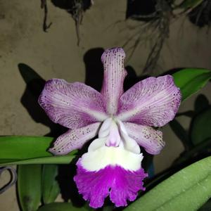 Cattleya Graf's Pepiada