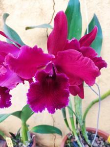 Rhyncholaeliocattleya Graf's Cazador