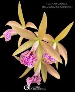Brassocatanthe Playa Cuyagua