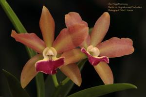 Cahuzacara Playa Morrocoy