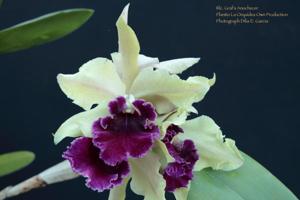 Rhyncholaeliocattleya Graf's Anochecer