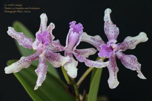 Laeliocattleya Graf's Cacique