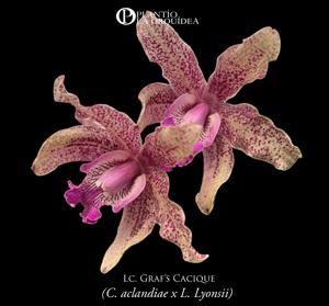 Laeliocattleya Graf's Cacique