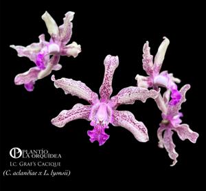 Laeliocattleya Graf's Cacique