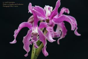 Laeliocattleya Graf's Fascination