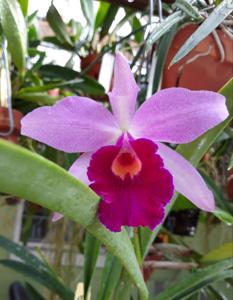 Brassocattleya Playa Paparo