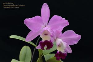 Myrmecocattleya Graf's Song