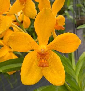 Vanda William Bachschmidt