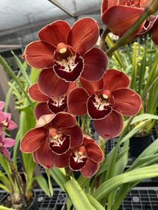 Cymbidium Hidden Treasure