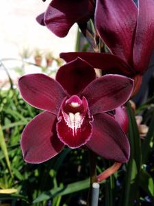 Cymbidium Kati's Beauty