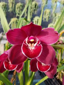 Cymbidium Kati's Beauty