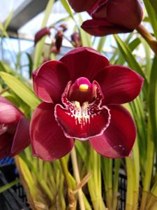 Cymbidium Kati's Beauty