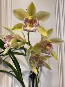 <i>Cymbidium</i> Elf Dance