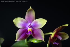 Phalaenopsis La Belle Amelie