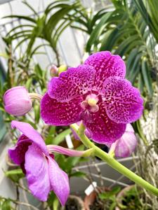 Vanda Suan Tang