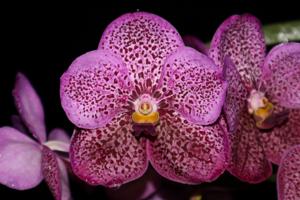 Vanda Teacher's Fantastic